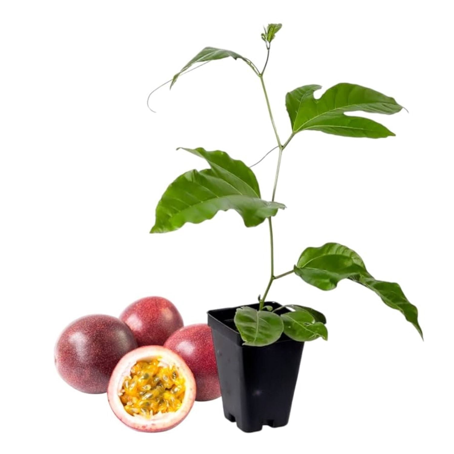 Red Rover Passion Fruitnull