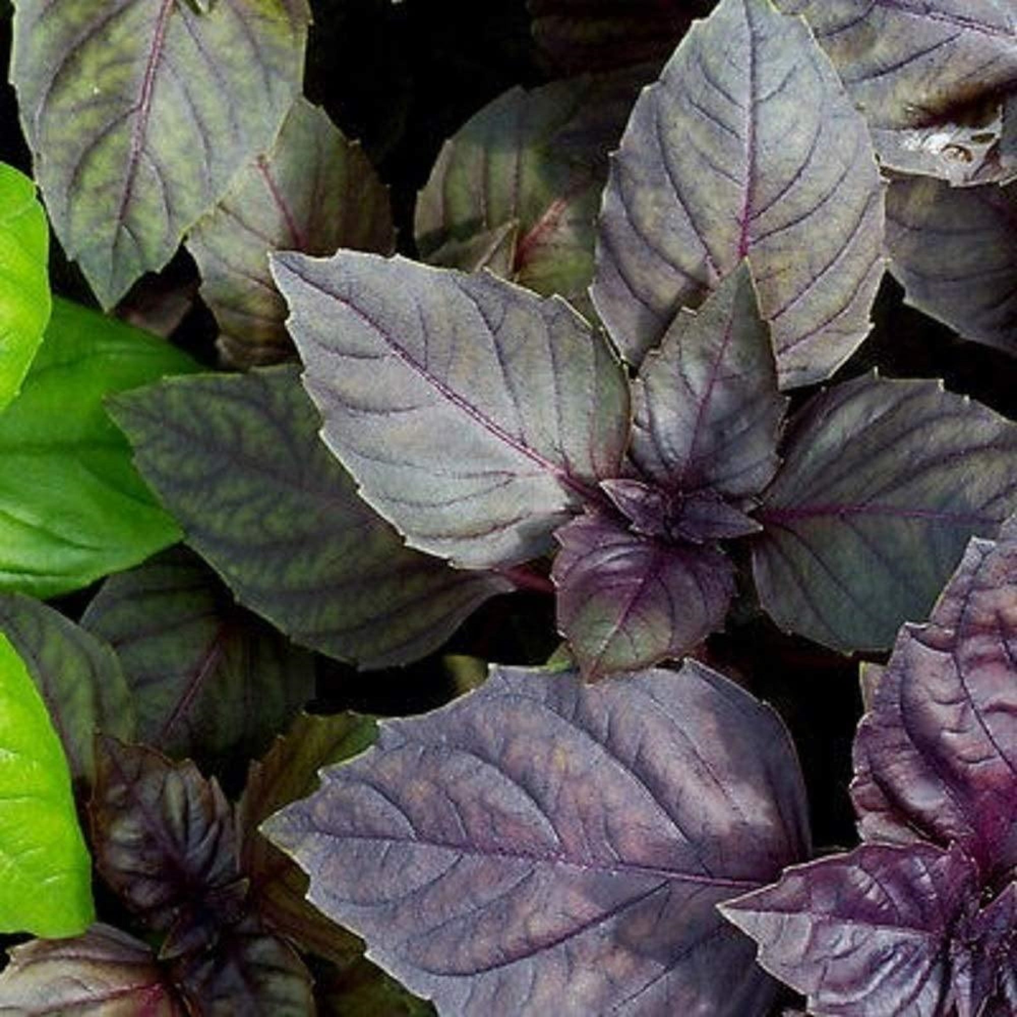 Red Rubin Basil