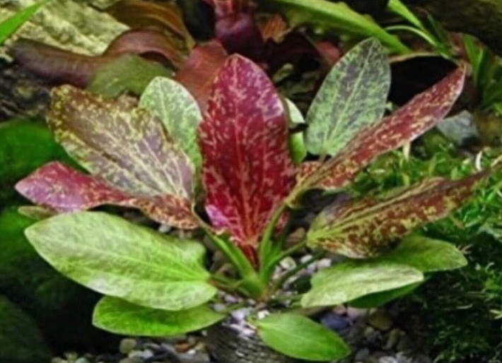 Red Rubin Sword (Echinodorus ‘Rubin’) Live Aquarium Plant – Easy Red Freshwater Plant