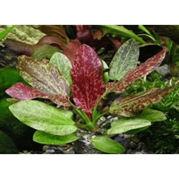 Red Rubin Sword (Echinodorus Rubin) Live Aquarium Plant Easy Red Freshwater Plant