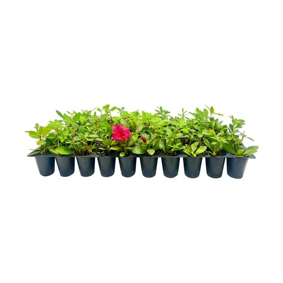Red Ruffle Azalea 10 Live Seedlings Rhododendron 'Red Ruffle' Perfect for Colorful Vibrant Gardens Hardy & Easy to Grow