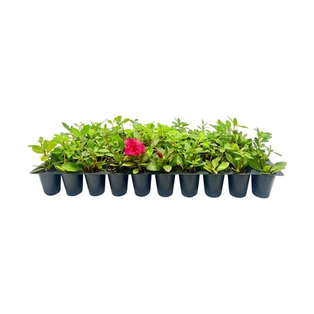 Red Ruffle Azalea 20 Live Seedlings Rhododendron 'Red Ruffle' Perfect for Colorful Vibrant Gardens Hardy & Easy to Grow