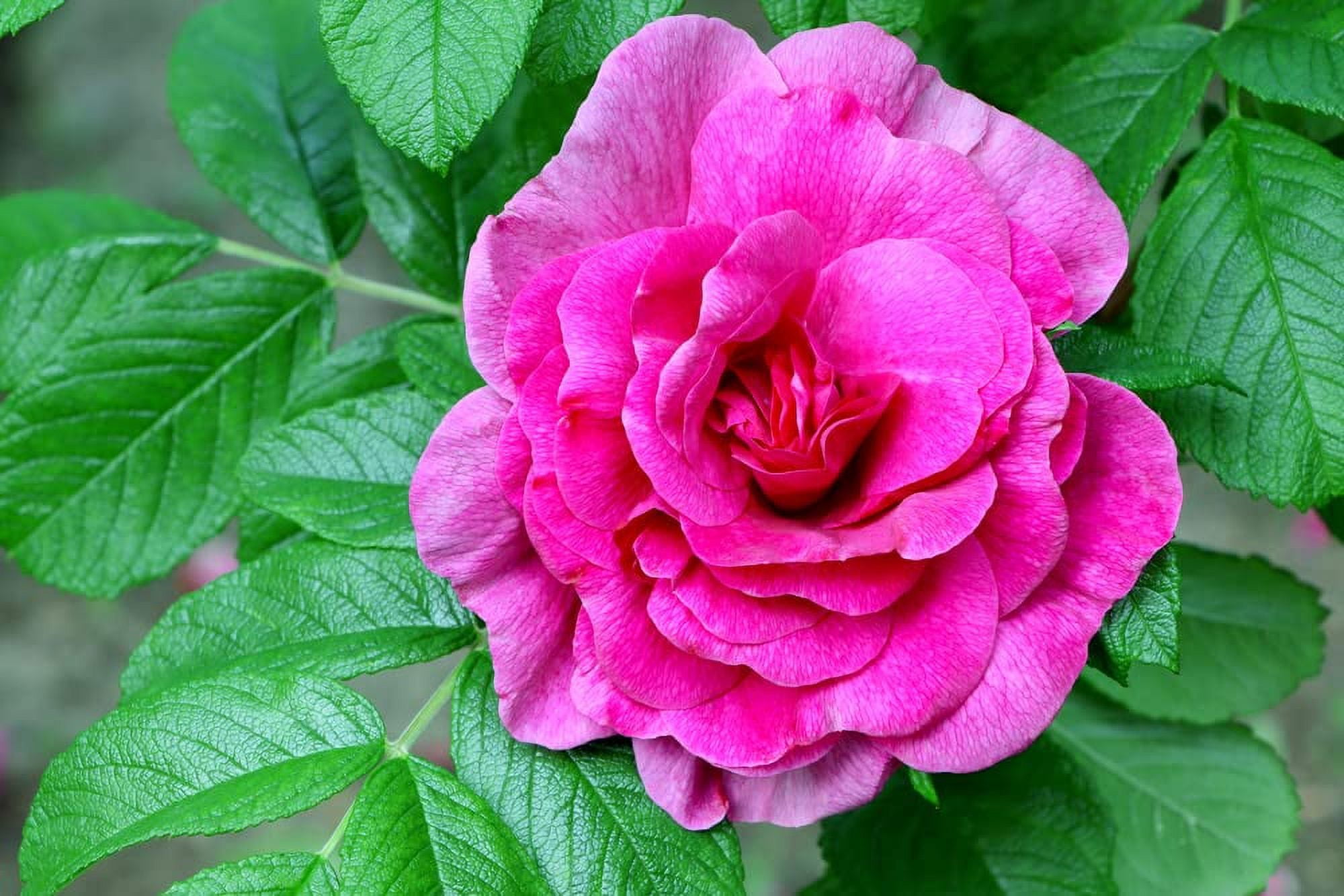 Red Rugosa Rose Bush Seeds for Planting (50 Seeds) Rosa Rugosa Rubra
