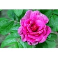 Red Rugosa Rose Bush Seeds for Planting (50 Seeds) Rosa Rugosa Rubra