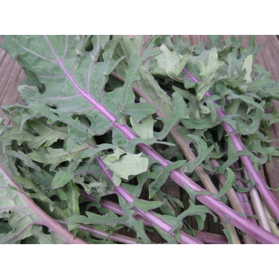 Red Russian Kale, 200 Seeds, Non-GMO Garden Seeds by Country Creek Acres