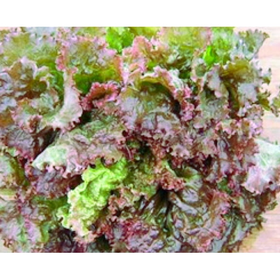 Red Sails Lettuce Seeds
