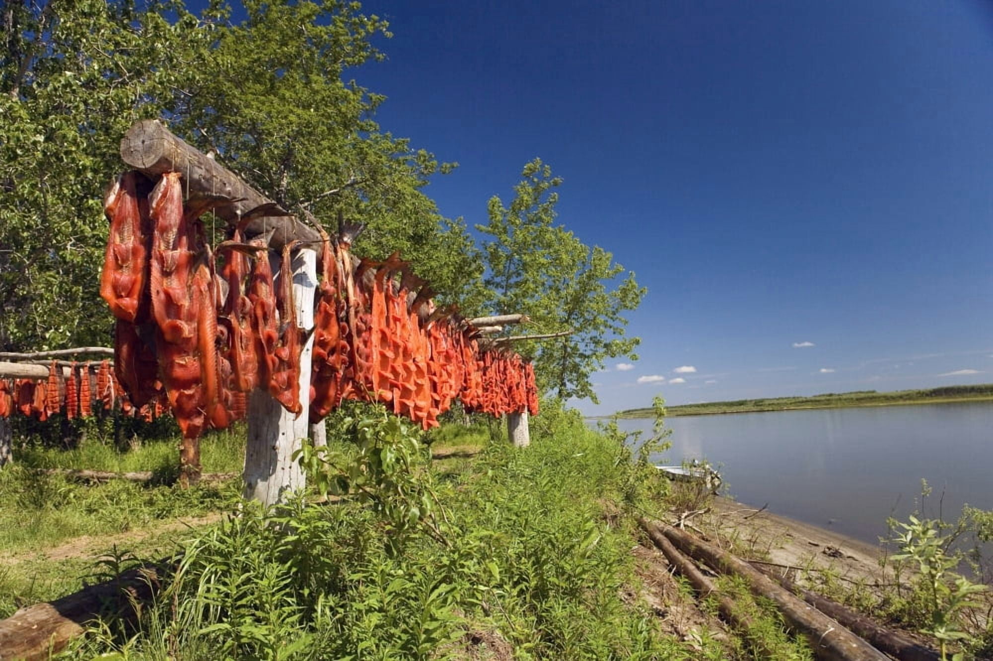 Red Salmon Hang On Drying Rack Along Kuskokwim River Shoreline Subsistence Fishing We Alaska Summer Canvas Art - Kevin Smith Design Pics (34 x 22)