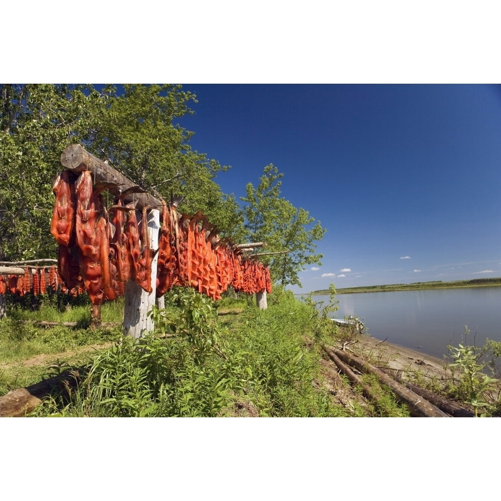 Alaskan Fish Rack Red Salmon Hang On Drying Rack Along Kuskokwim River Shoreline ...