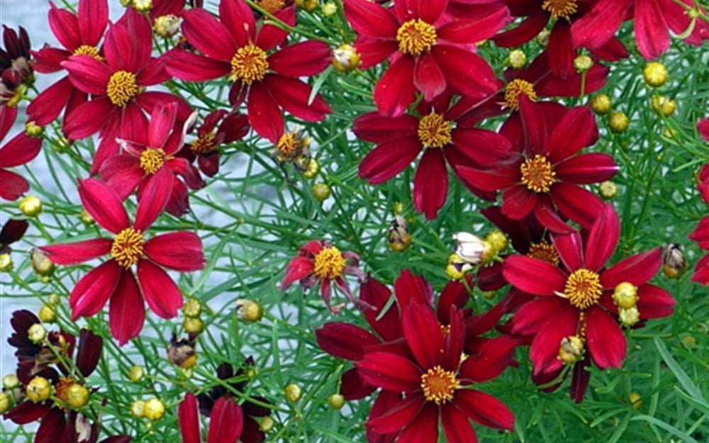 Red Satin Coreopsis Tickseed Perennial - Quart Pot - Live Plant ...