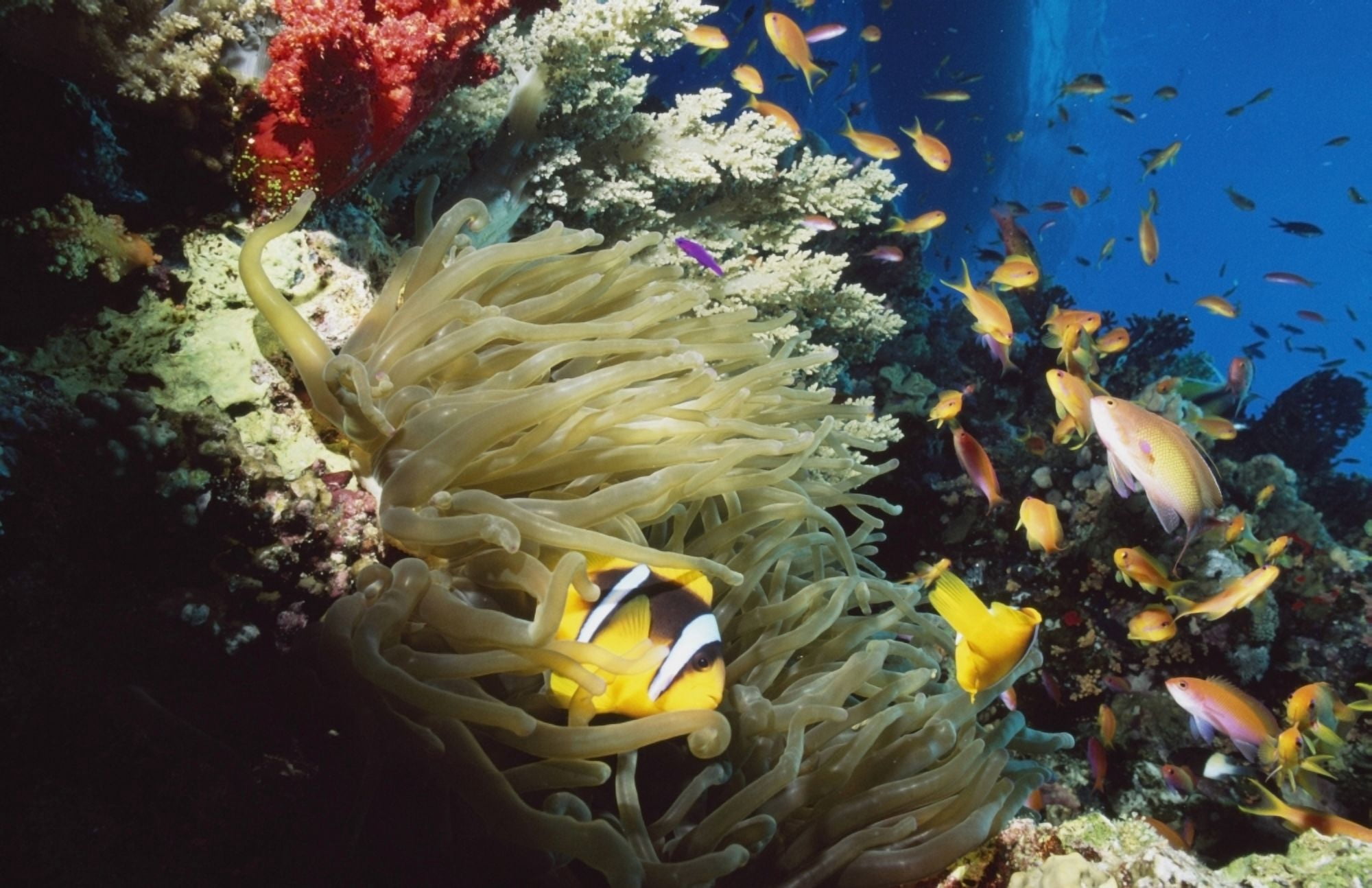 Red Sea Anemone Fish (Amphiprion Bicinctus) In Anemone Canvas Art - Alex Misiewicz Design Pics (38 x 24)