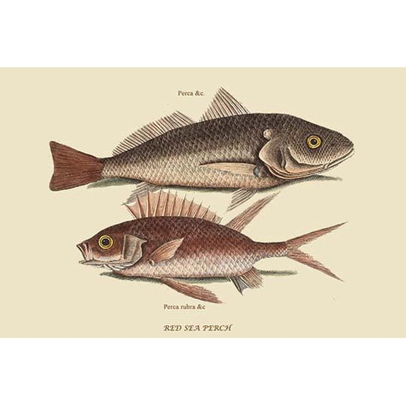Red Sea Perch-Fine Art Canvas Print (20" x 30")