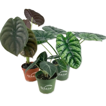 Alocasia Red Secret - 1 Live Plant in a 4 Inch Growers Pot - Alocasia Cuprea - Elegant Structural Beautiful Air Purifying Decorative Foliage Houseplant
