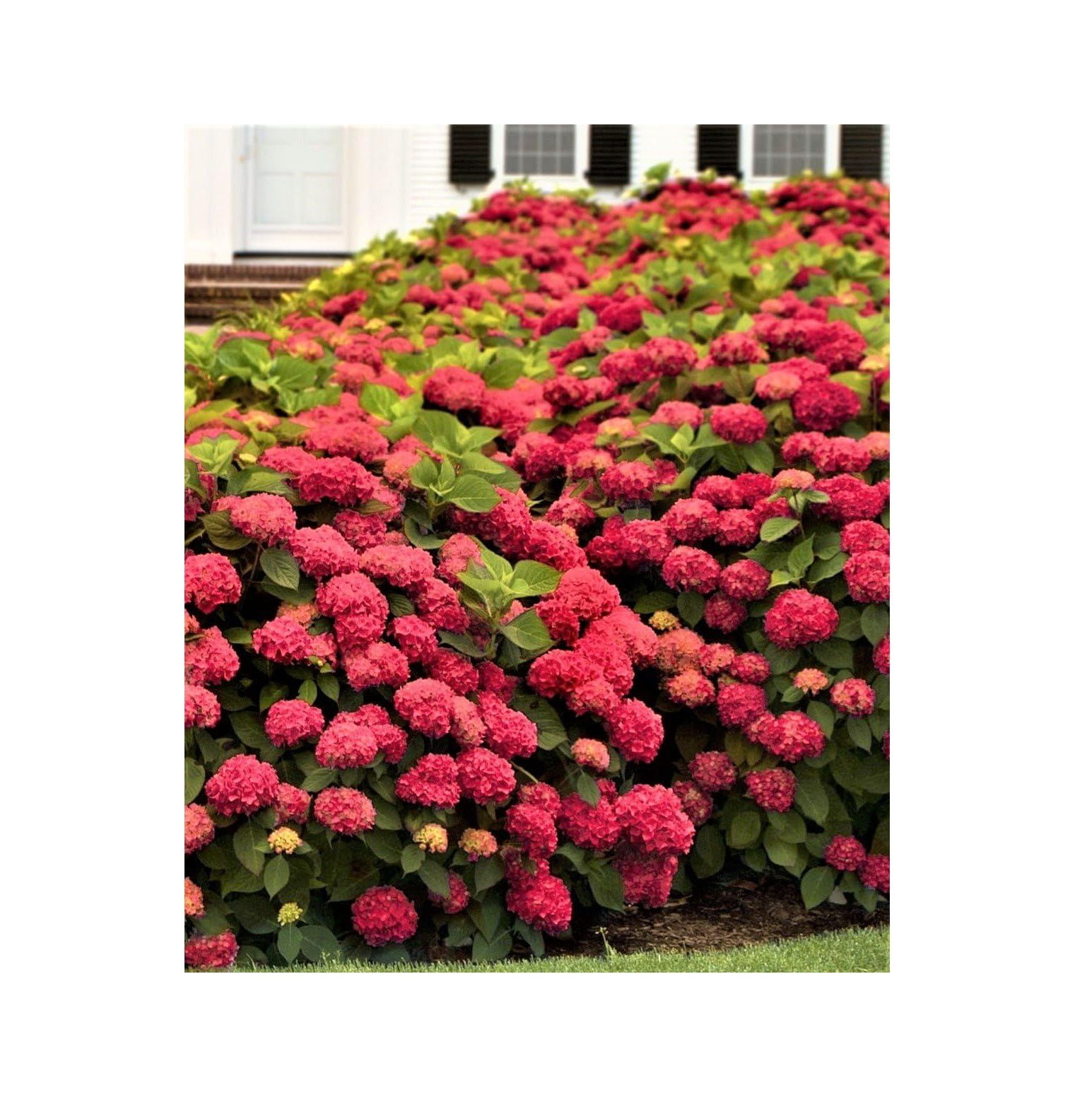 Red Sensation Next Generation Hydrangea Live Plant Quart Pot