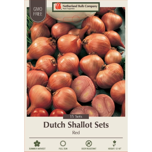 Red Shallots - 15 Bulbs - 9/15 cm Bulbs - Preferred by Chefs