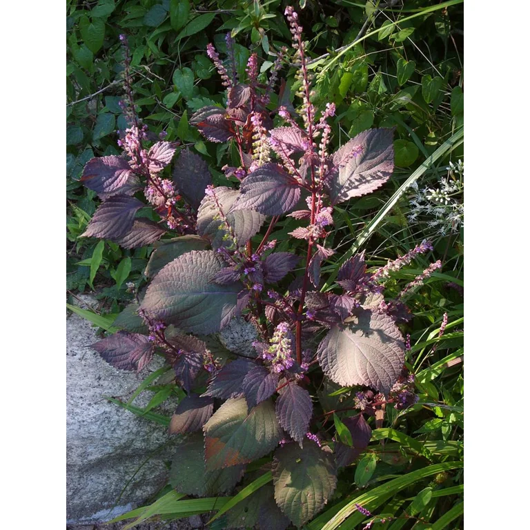 Red Shiso Japanese Perilla Leaf frutescens var crispa Premium Seed Packet