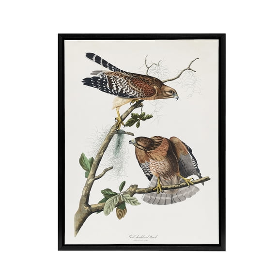 Red Shouldered Hawk Audubon Nature Black Framed Canvas Wall Art 24X32"