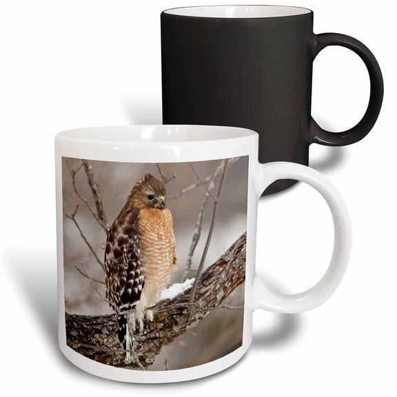 3drose, Red-shouldered Hawk, Bird, Kentucky - Us18 Aje0490 - Adam Jones, 11oz Magic Transforming Mug