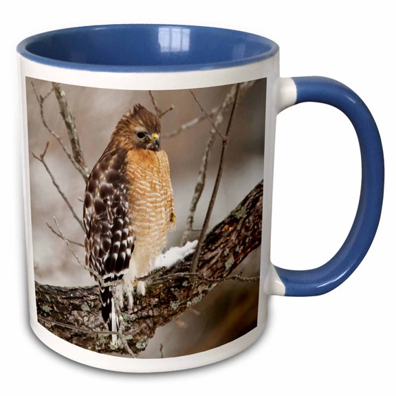 3drose, Red-shouldered Hawk, Bird, Kentucky - Us18 Aje0490 - Adam Jones, 11oz Two-tone Blue Mug