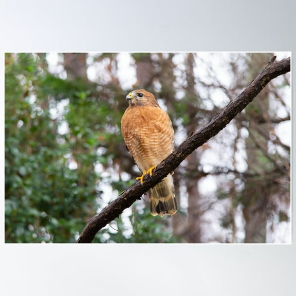 Red Shouldered Hawk On Branch In Woodland Setting Poster Wall Art, Modern Wall Decor For Living Room Bedroom, 8x12 UNFRAMED