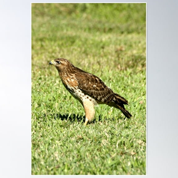 Red-Shouldered Hawk Poster Wall Art, Modern Wall Decor For Living Room Bedroom, 12x18 UNFRAMED