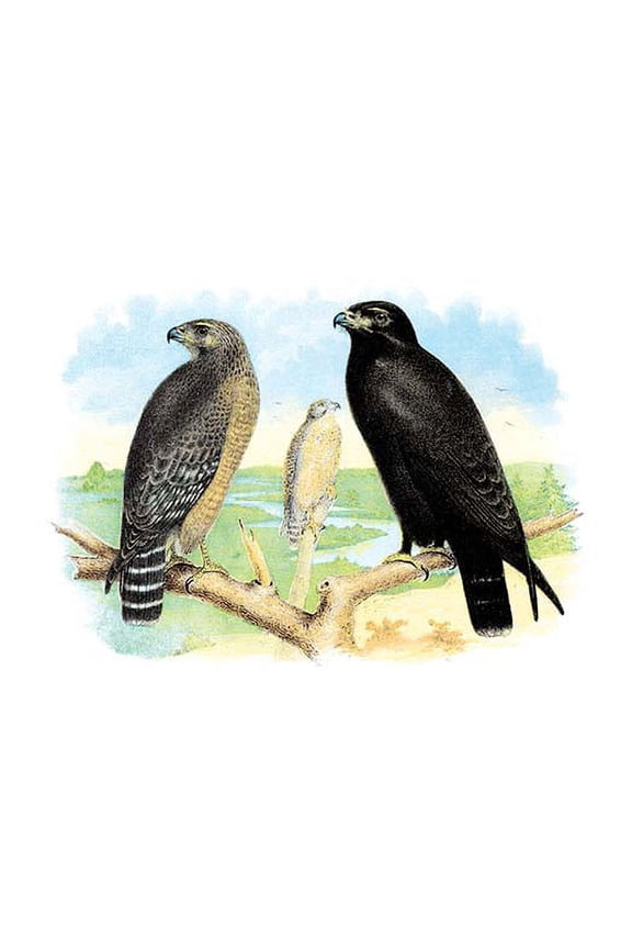 Red Shouldered Hawk or Buzzard, American Rough-Legged Hawk Fine art canvas print (20" x 30")