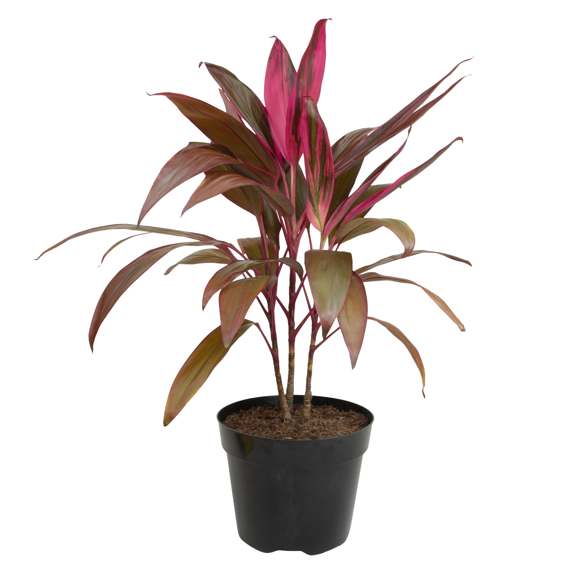 Cordyline Fruticosa Red Sister Ti Plant in Black Grower Pot