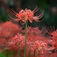 thumbnail image 1 of Red Spider Lilies - Lycoris Radiata - 2 Bulbs, 1 of 1