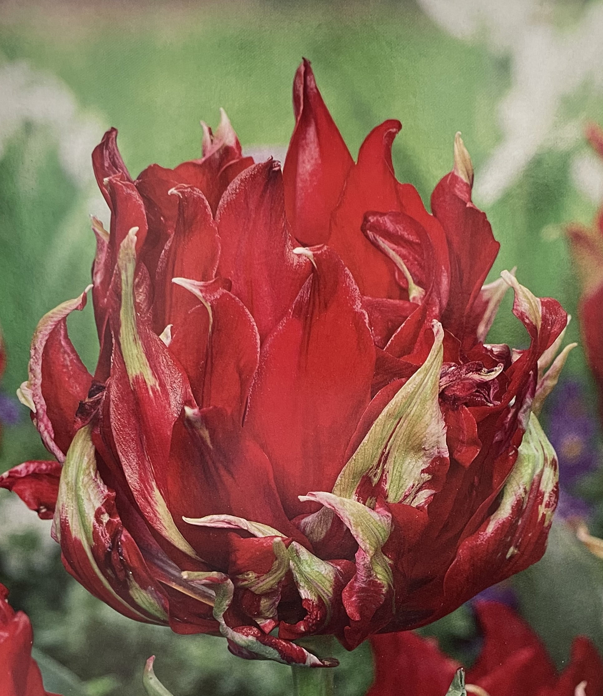 Red Spider Lily Flowering Tulip 5 Bulbs - 12/+ cm Bulbs - Walmart.com
