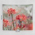 Red Spider Lily Flowers Plant Lycoris Radiata Bloom Wall Art Picture