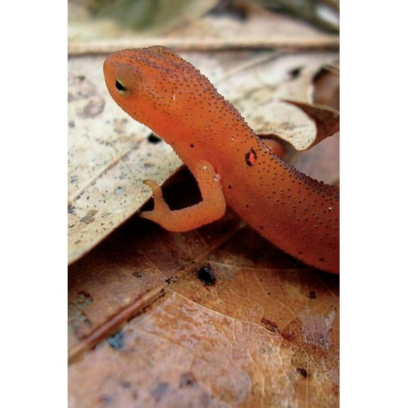 Red Spotted Newt Journal : 150 page lined notebook/diary