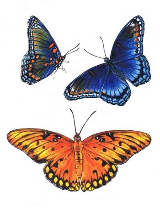 Red Spotted Purple And Brilliant Eye Jewel Butterflies Canvas Art - Marilyn Barkhouse (18 x 24)