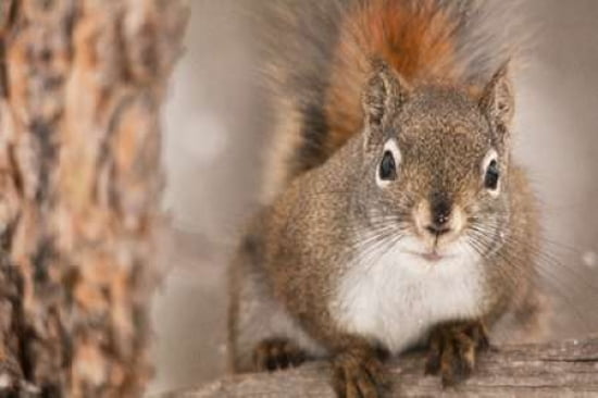 Red Squirrel Canvas Art - Roberta Murray (24 x 36)