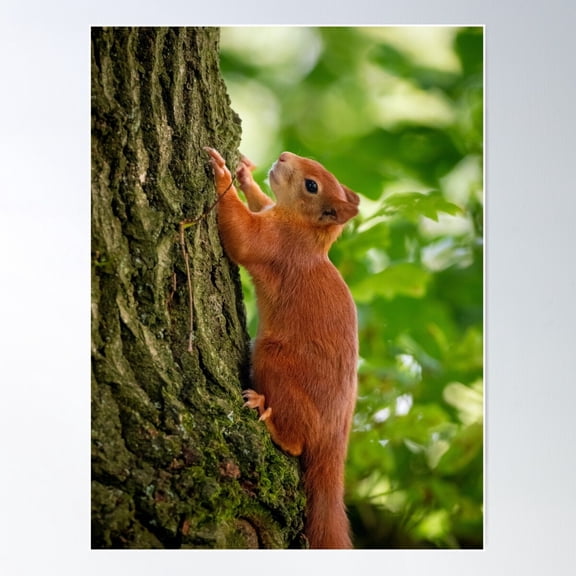 Red Squirrel Close-Up, Nimbly Climbing A Tree Trunk. Poster Wall Art, Modern Wall Decor For Living Room Bedroom, 8x12 UNFRAMED