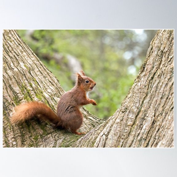 Red Squirrel In Fork Of Tree Poster Wall Art, Modern Wall Decor For Living Room Bedroom, 24x36 UNFRAMED