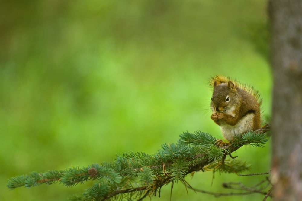 Red Squirrel On A Tree Branch Canvas Art - Corey Hochachka Design Pics (34 x 22)