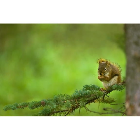 Red Squirrel On A Tree Branch Poster Print by Corey Hochachka, 34 x 22 - Large