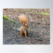 Red Squirrel On Ground Poster Wall Art, Modern Wall Decor For Living Room Bedroom, 8x12 UNFRAMED