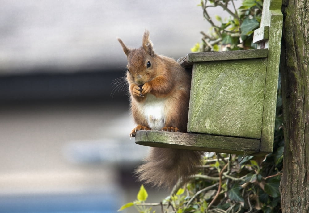 Red Squirrel (Sciurus Vulgaris) Sitting On A Bird House Hung On A Tree Trunk Northumberland England Canvas Art - John Short Design Pics (36 x 24)