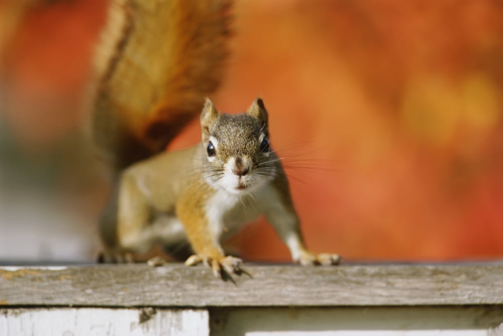 Red Squirrel (Tamiasciurus Hudsonicus) Canvas Art - Mike Grandmaison Design Pics (18 x 12)
