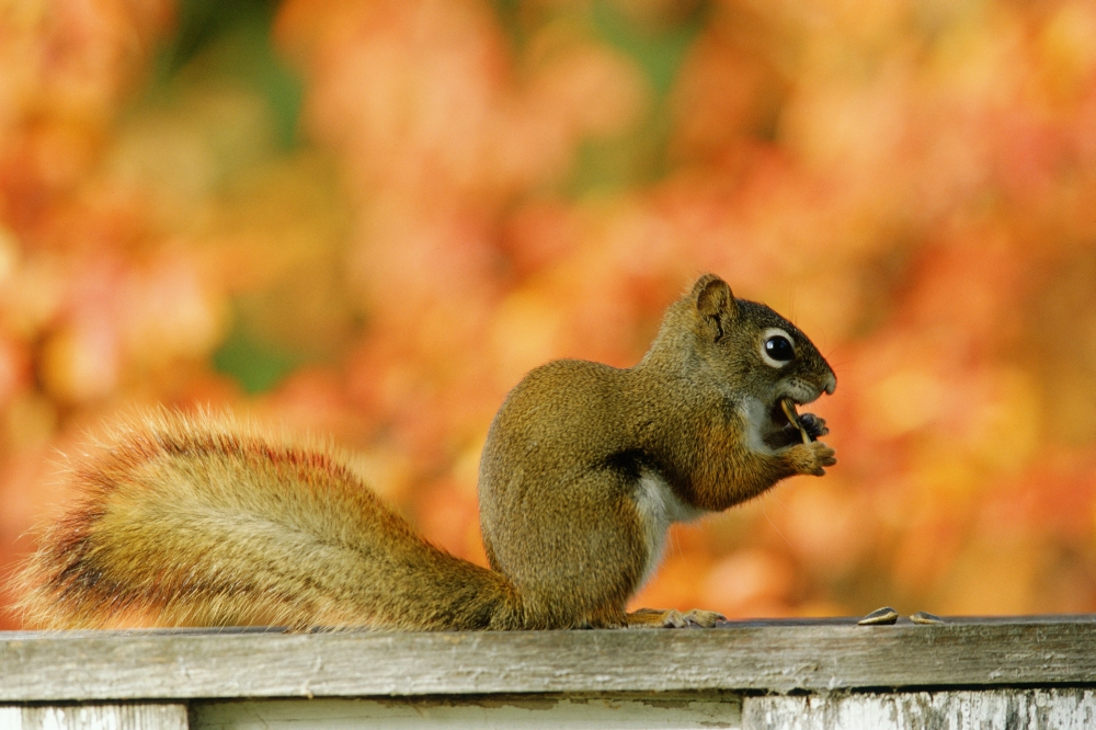 Red Squirrel (Tamiasciurus Hudsonicus) Canvas Art - Mike Grandmaison Design Pics (36 x 24)