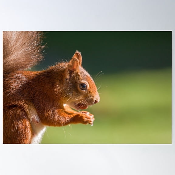 Red Squirrel With Hazelnut Poster Wall Art, Modern Wall Decor For Living Room Bedroom, 16x24 UNFRAMED