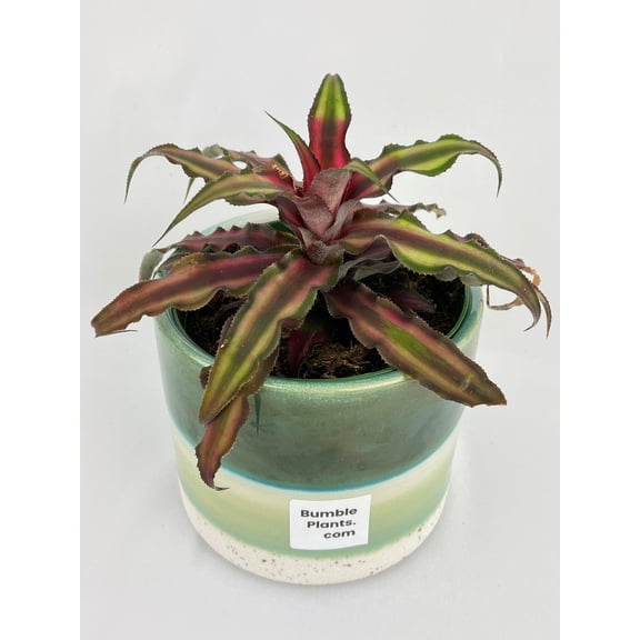 Bumble Plants Red Star Bromeliad Cryptanthus Bivittatus - Full Live Colorful Houseplant in Nursery Pot, Easy Care, Indoor Plant for Beginners
