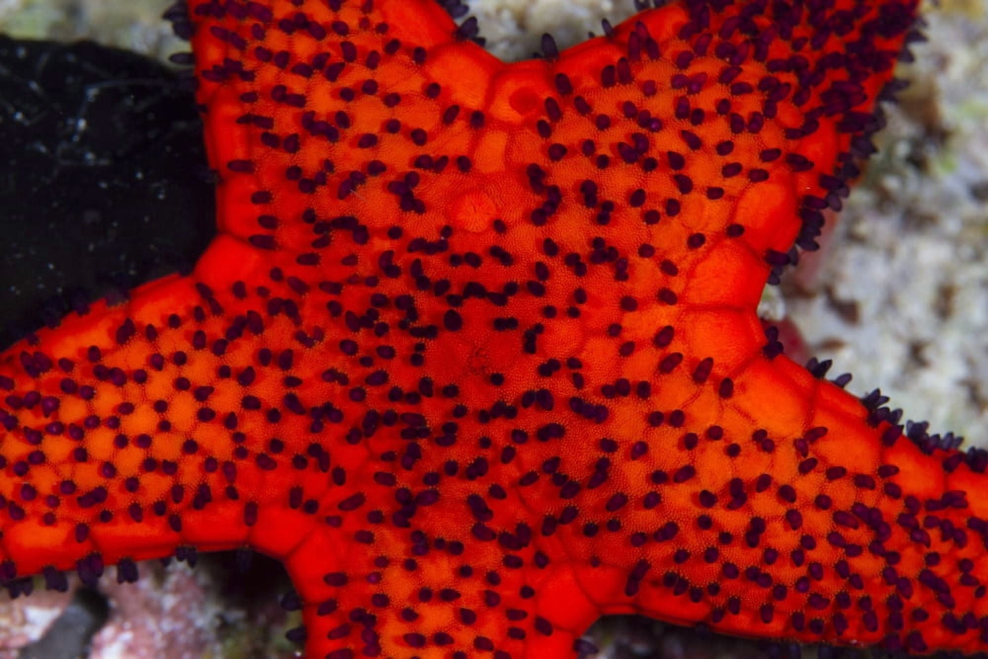 Red Starfish in Raja Ampat Indonesia Canvas Art - Todd WinnerStocktrek Images (35 x 23)