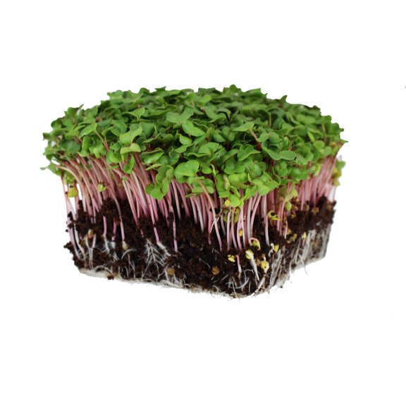 Red Stem Radish Microgreens Seeds - 5 Lb ~280,000 Seeds - Red Stemmed With Green Leaves - Non-GMO Micro Greens Seed
