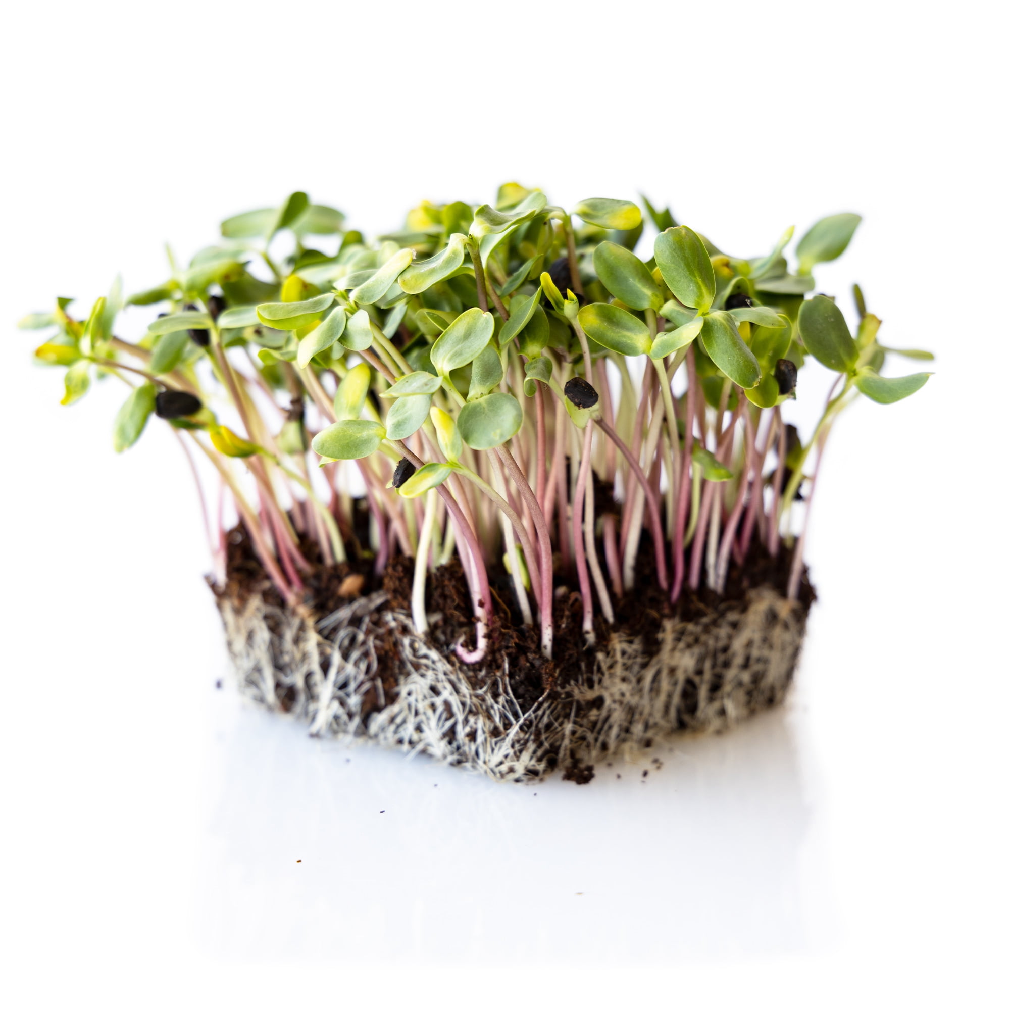 Red Storm Sunflower Microgreens Seeds - 5 lb Bulk Seeds - Non-GMO Red Stemmed Micro Green Seeds & Sprout Seeds - Heirloom Edible Microgreens Flower Seeds for Planting - Sun Flower Microgreen Seeds
