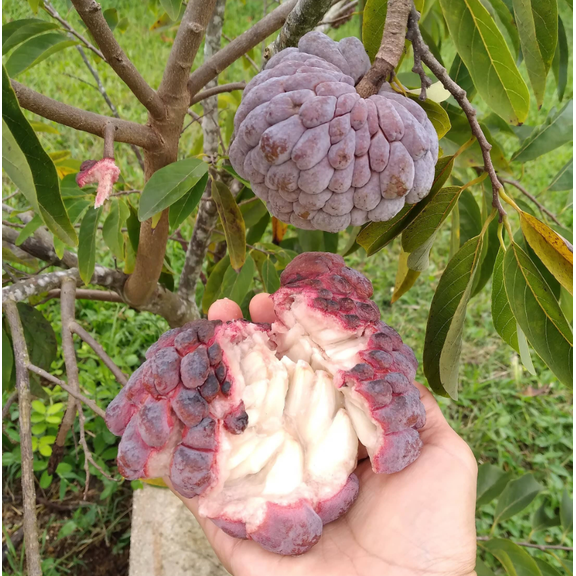 Red Sugar Apple Live Plant, Red Custard Apple Plant 8 to 10 Inc Tall for Outdoor Garden in Half Gal Pot - No Ship CA