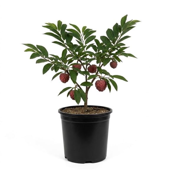 Red Sugar Apple Tree Live Plant Potted 6-12 Inches, 8 Months Old Sugar Apple Tree for Planting Outdoor, Rare Tropical Trees
