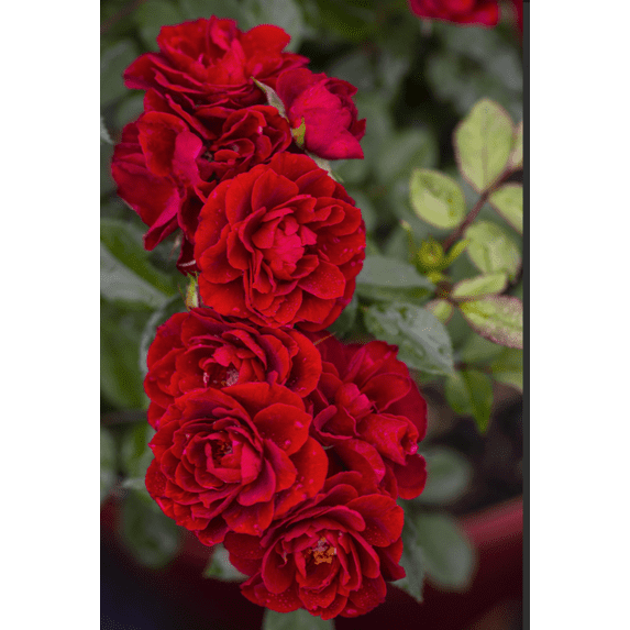 Compact Hardy Roses Red Sunblaze® Miniature Rose Bush - Hardy - 2.5