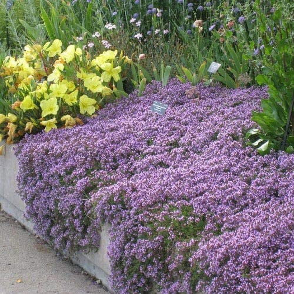 Red Supply Solution Creeping Thyme 10.000 Seeds Walk on Me, Thymus