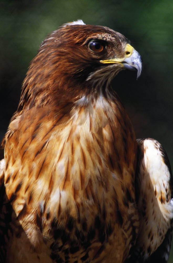 Red Tailed Hawk Canvas Art - Natural Selection Ralph Curtin Design Pics (12 x 18)